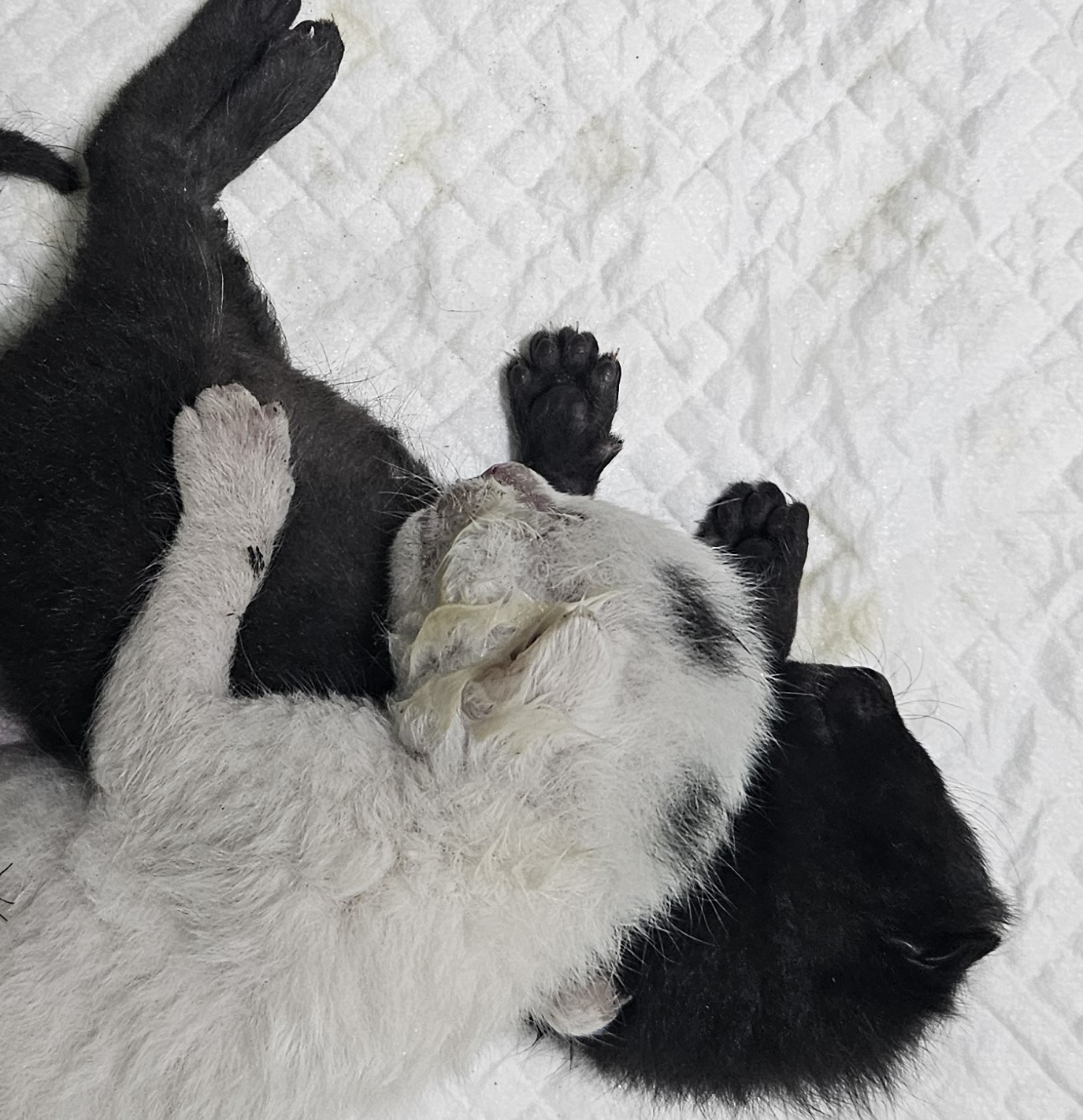 한국 고양이 이미지 파일 입니다.
