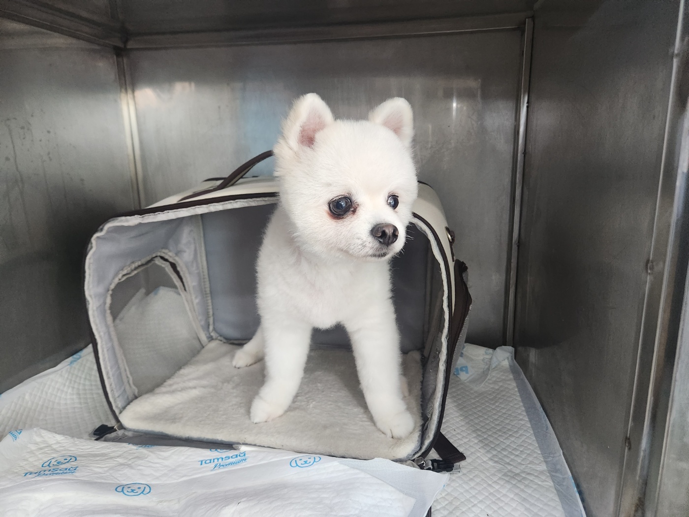 포메라니안 이미지 파일 입니다.