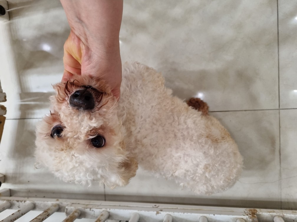 비숑 프리제 이미지 파일 입니다.