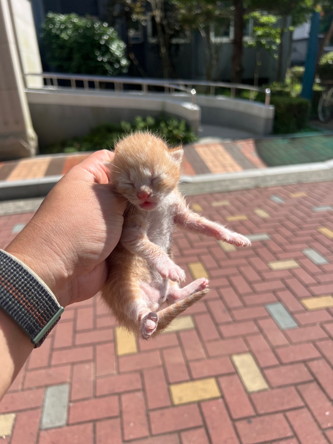 한국 고양이 이미지 파일 입니다.