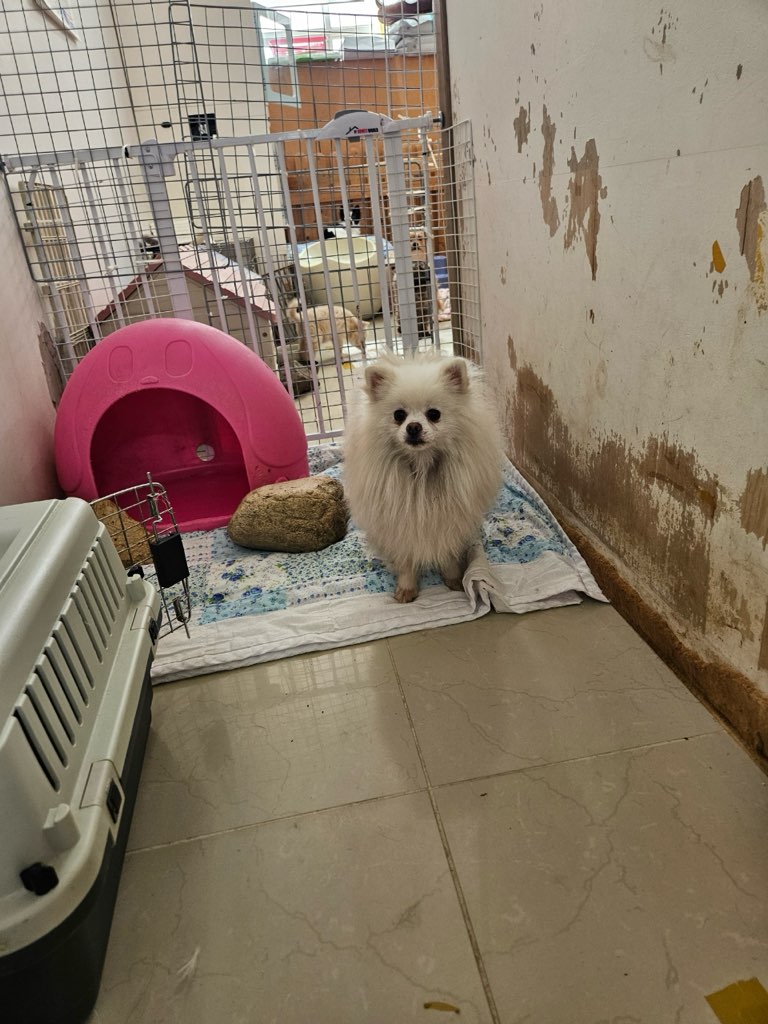 포메라니안 이미지 파일 입니다.