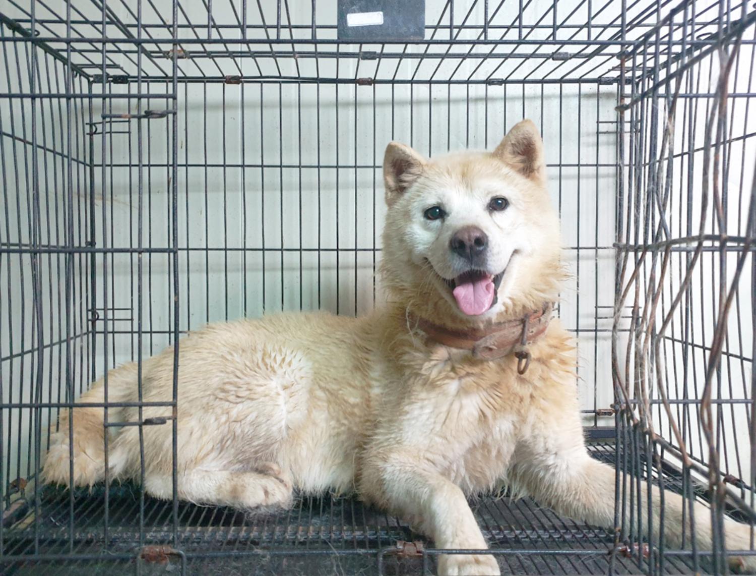 풍산견 이미지 파일 입니다.