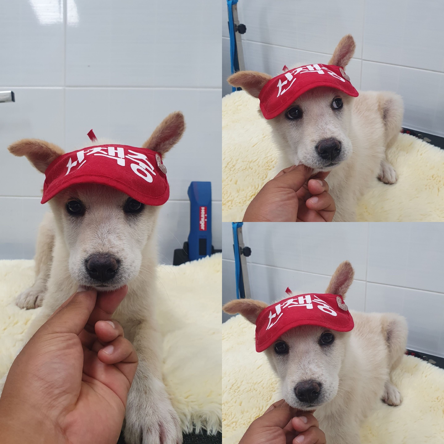 믹스견 이미지 파일 입니다.