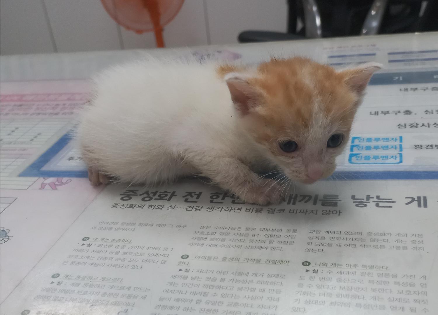 한국 고양이 이미지 파일 입니다.