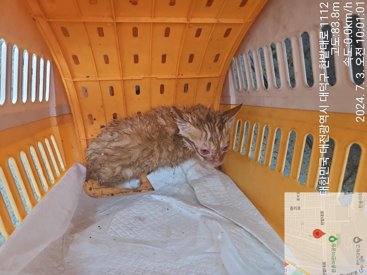 한국 고양이 이미지 파일 입니다.