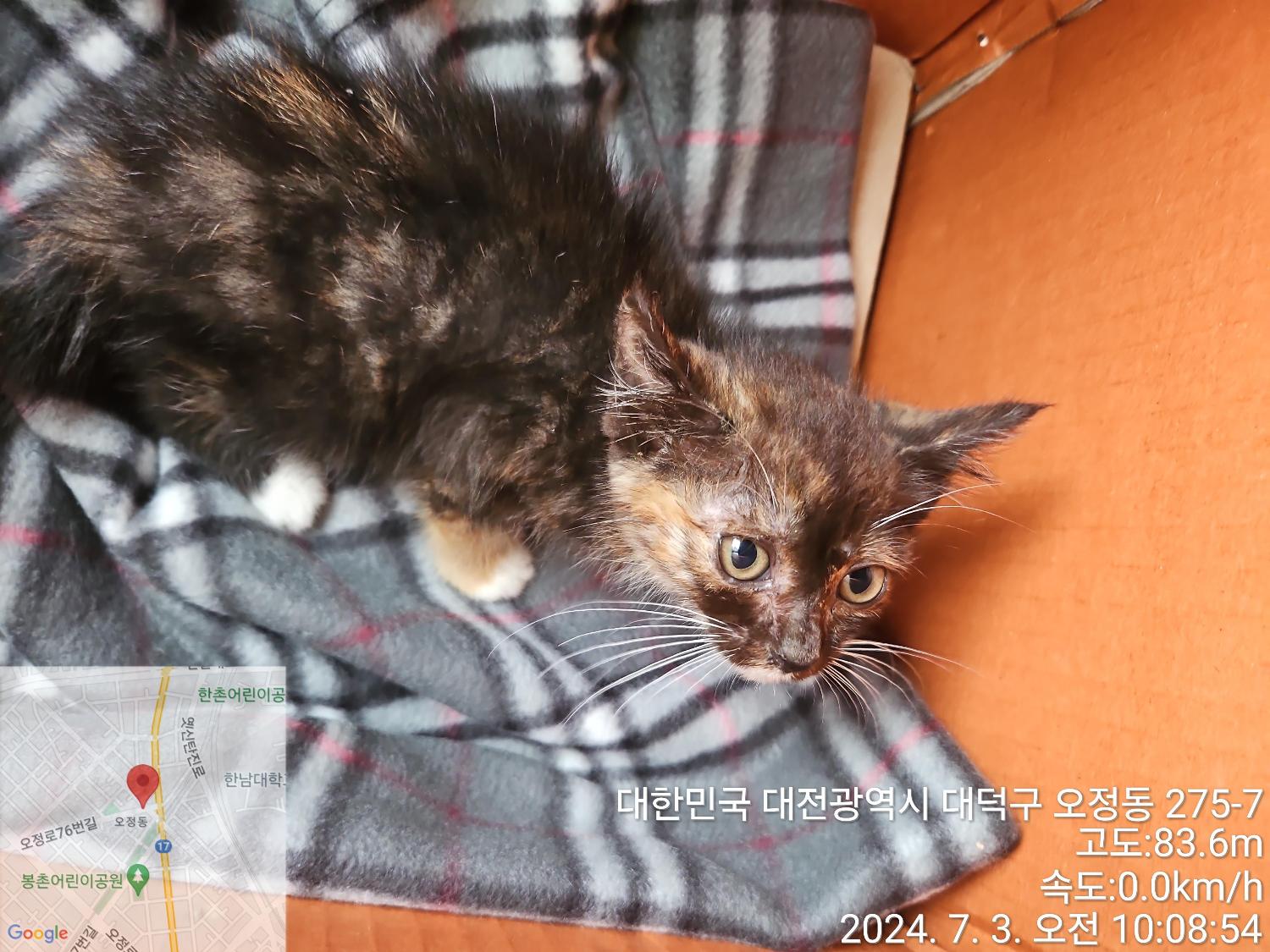 한국 고양이 이미지 파일 입니다.