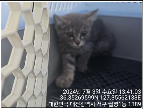한국 고양이 이미지 파일 입니다.