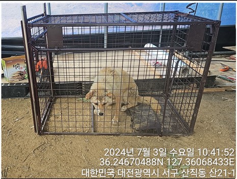 믹스견 이미지 파일 입니다.