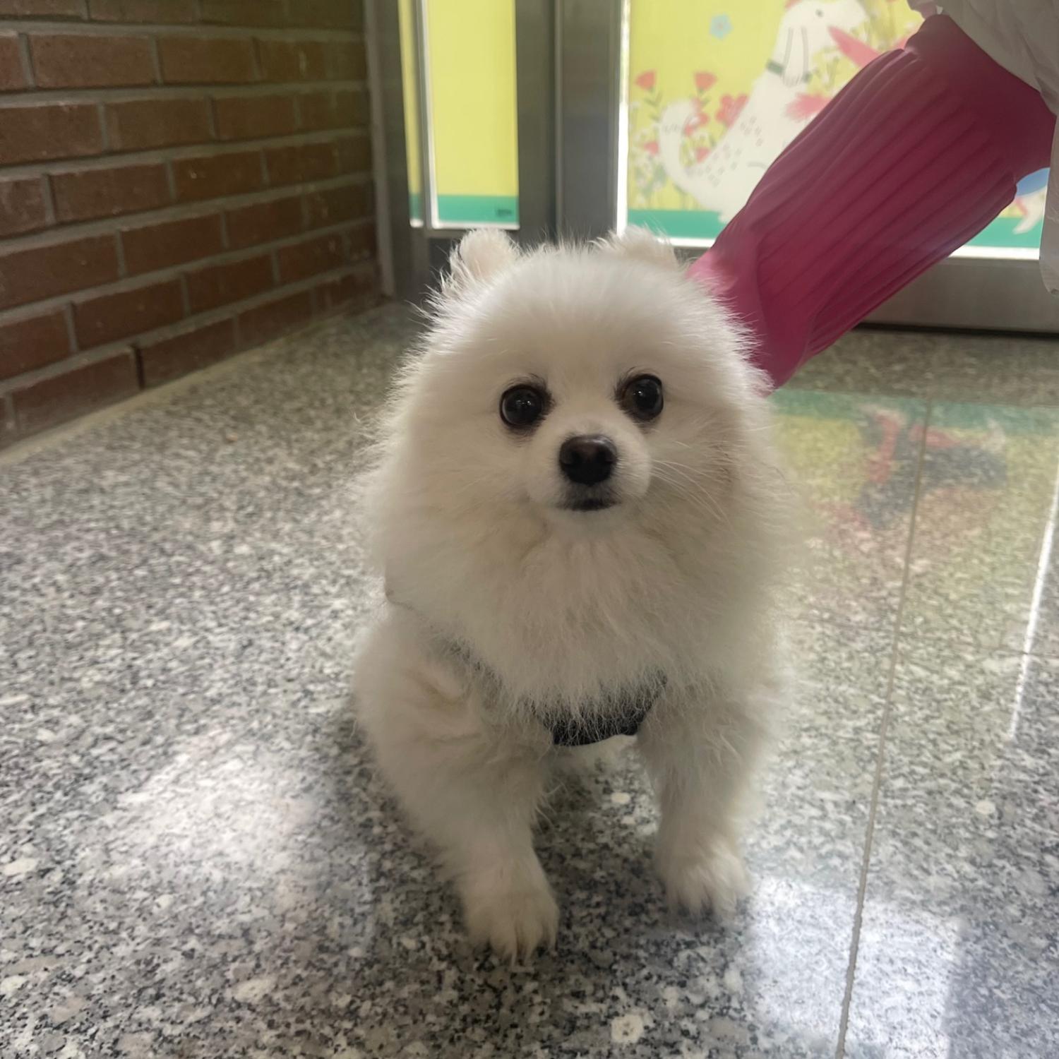 포메라니안 이미지 파일 입니다.