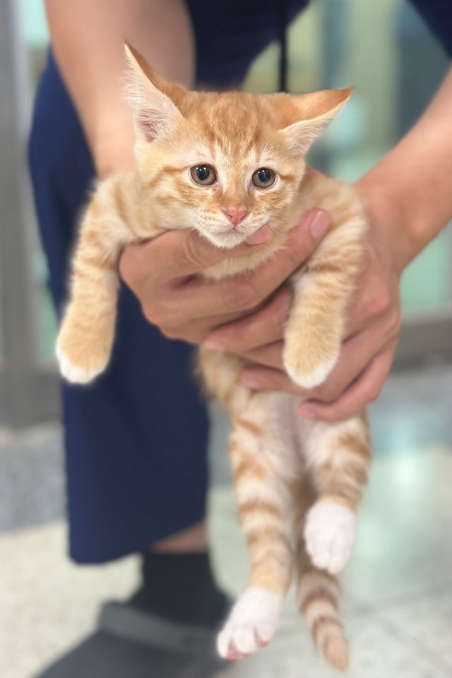 한국 고양이 이미지 파일 입니다.