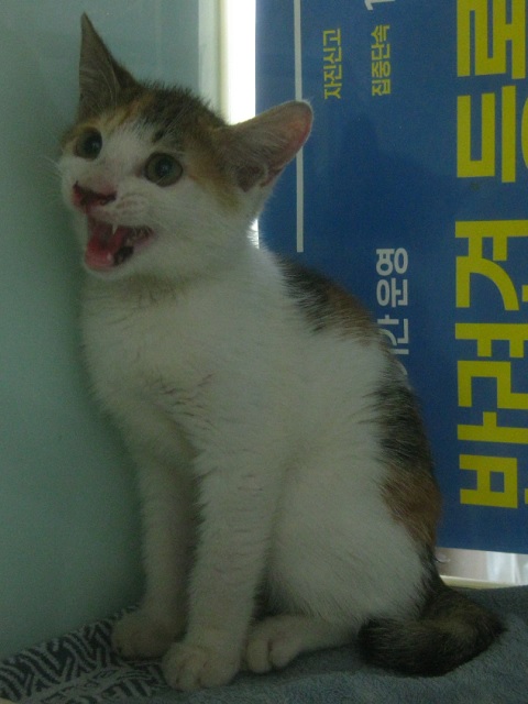 한국 고양이 이미지 파일 입니다.
