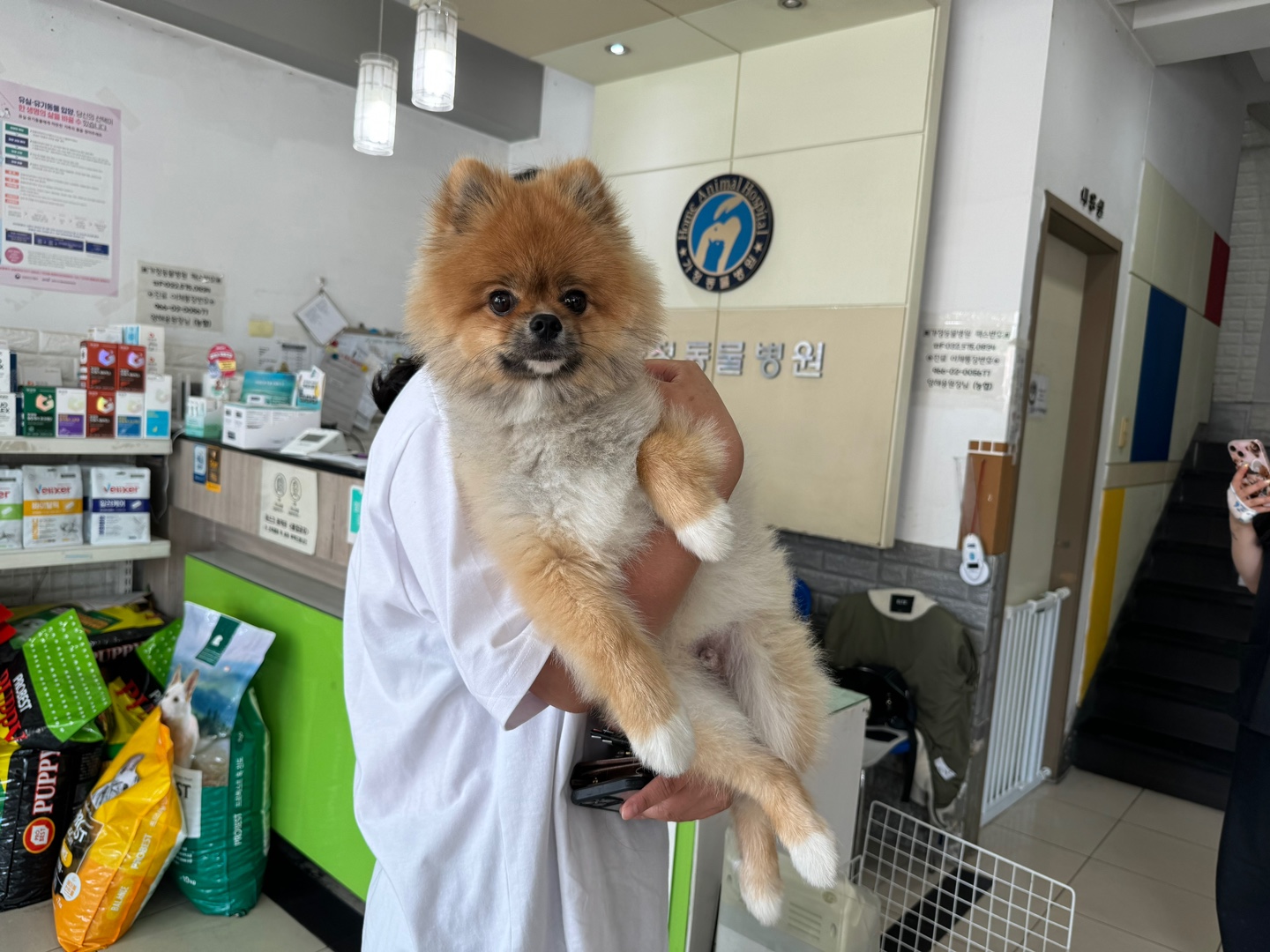 포메라니안 이미지 파일 입니다.