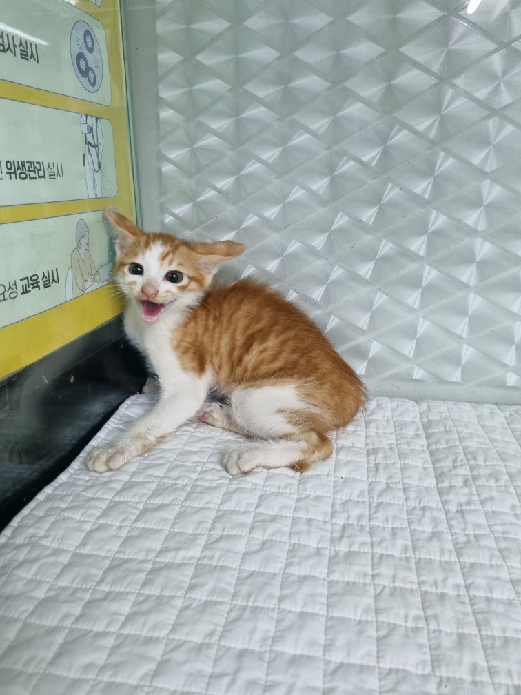 한국 고양이 이미지 파일 입니다.