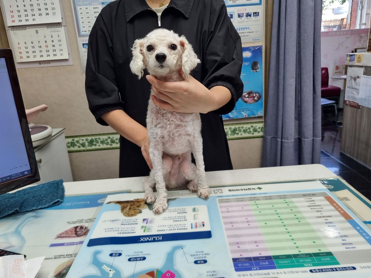 푸들 이미지 파일 입니다.