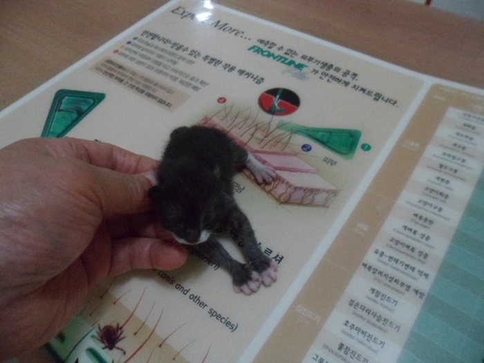 한국 고양이 이미지 파일 입니다.