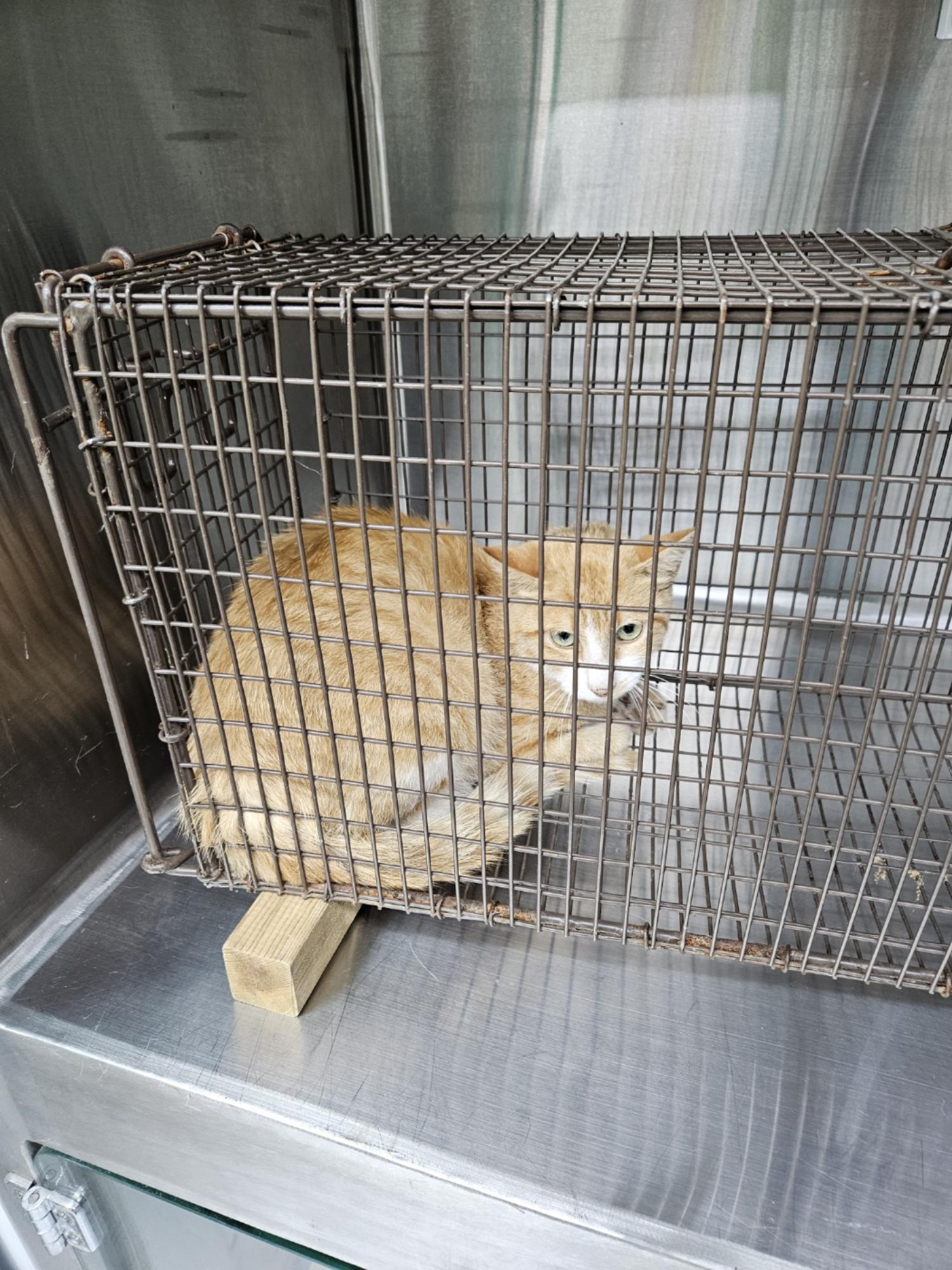 한국 고양이 이미지 파일 입니다.