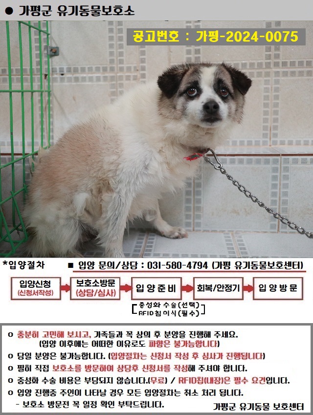 믹스견 이미지 파일 입니다.