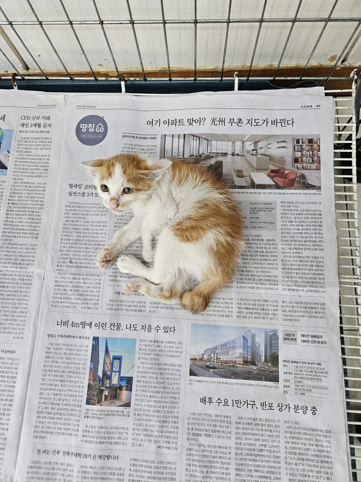 한국 고양이 이미지 파일 입니다.
