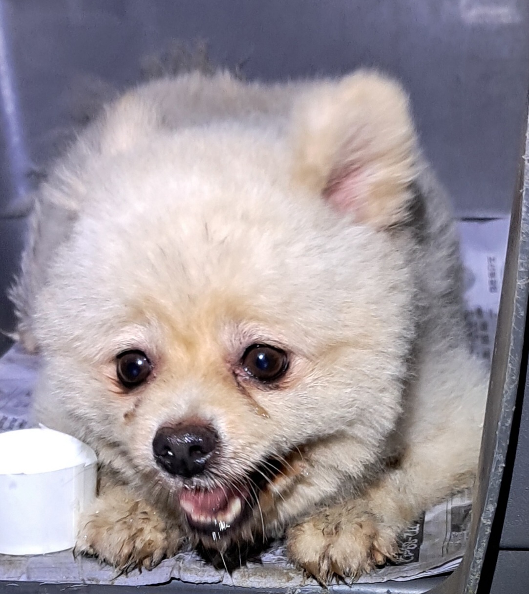 포메라니안 이미지 파일 입니다.