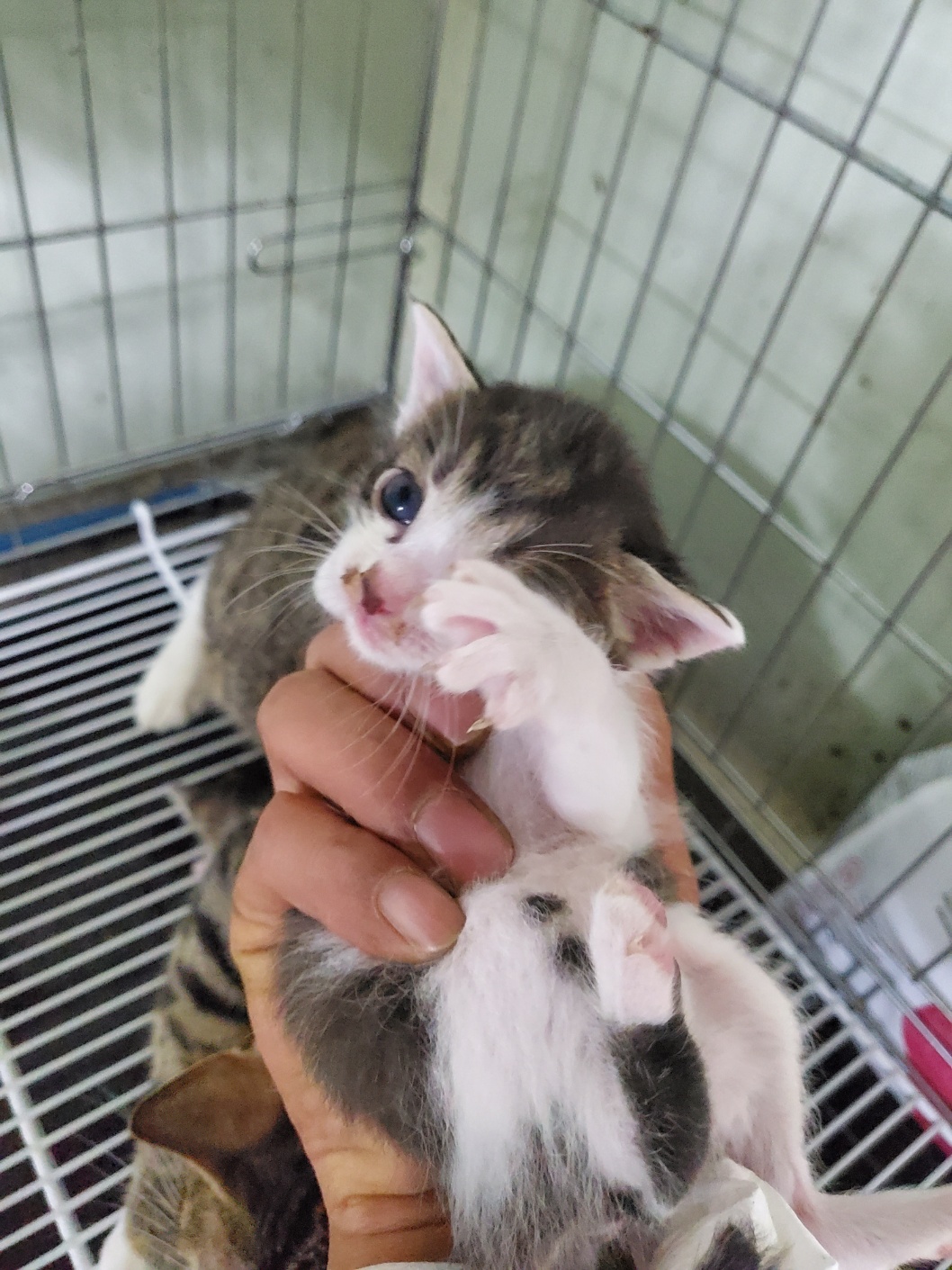 한국 고양이 이미지 파일 입니다.