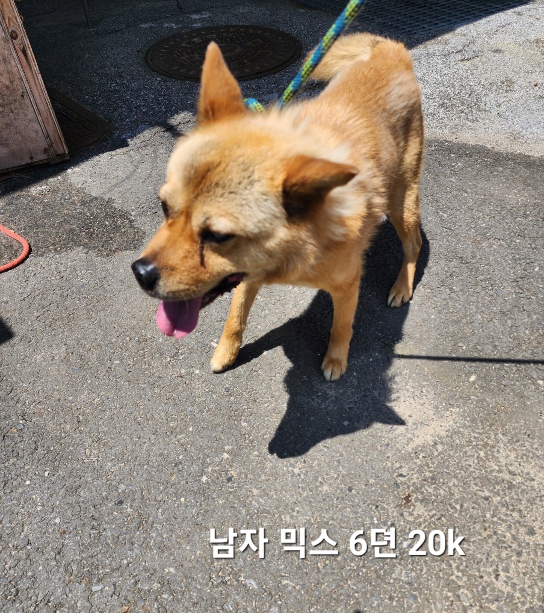 믹스견 이미지 파일 입니다.