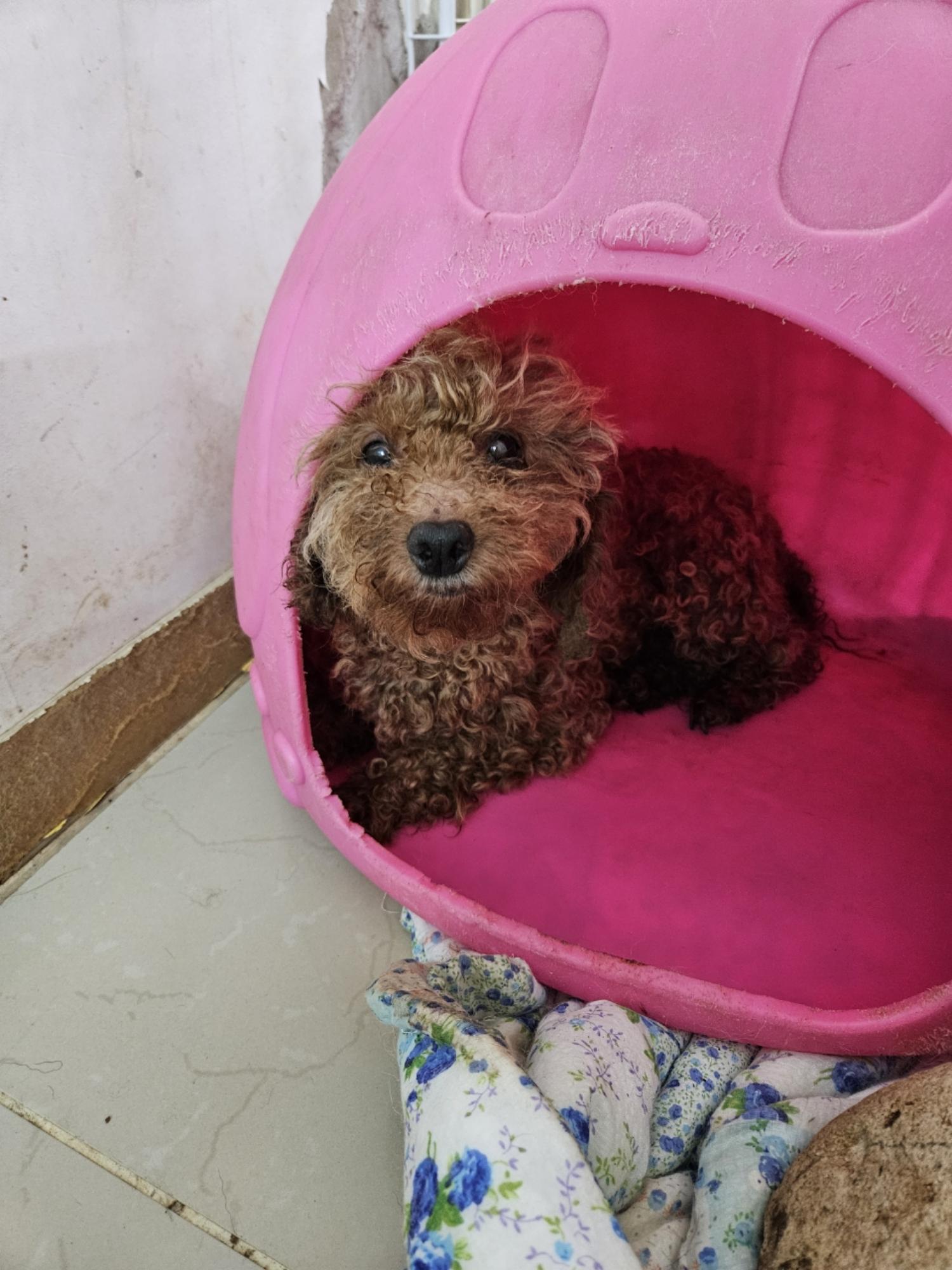 푸들 이미지 파일 입니다.