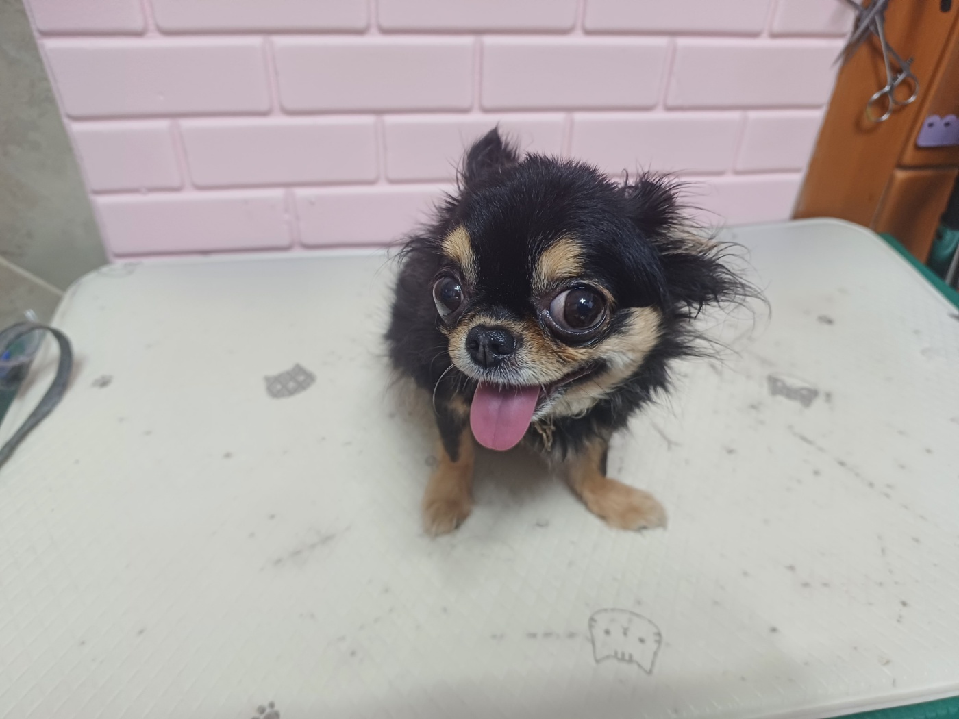 치와와 이미지 파일 입니다.