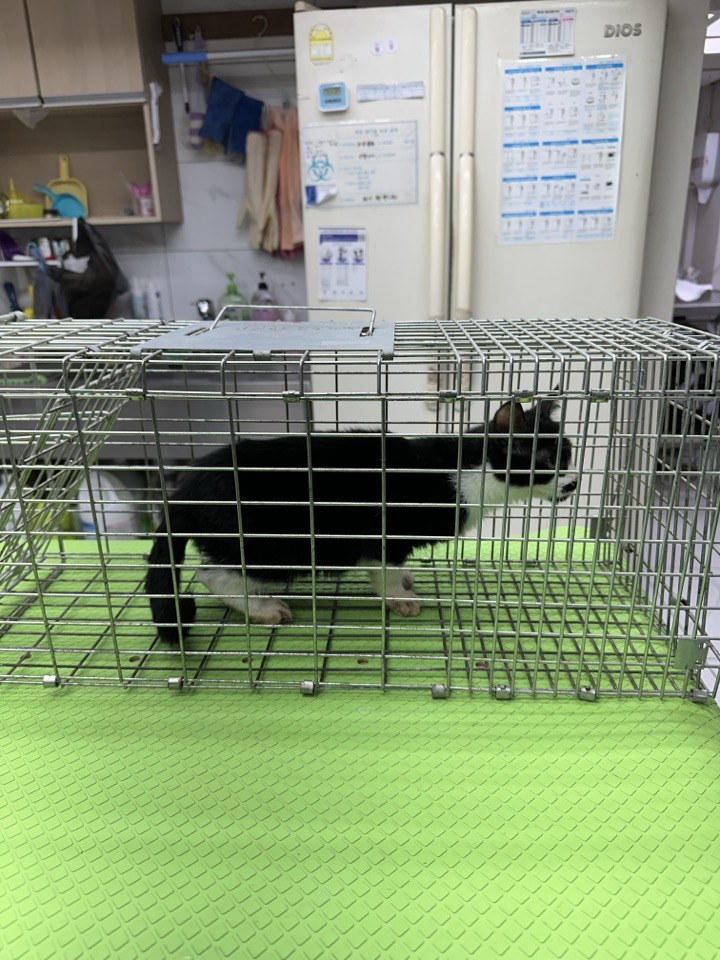 한국 고양이 이미지 파일 입니다.