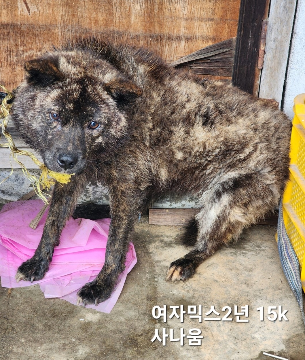 믹스견 이미지 파일 입니다.