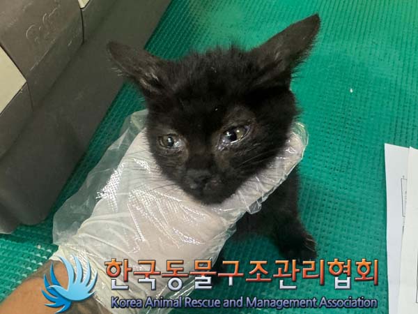 한국 고양이 이미지 파일 입니다.