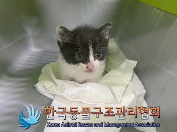 한국 고양이 이미지 파일 입니다.