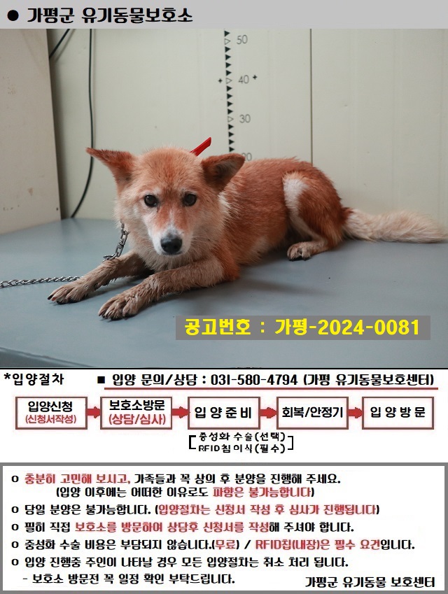 믹스견 이미지 파일 입니다.