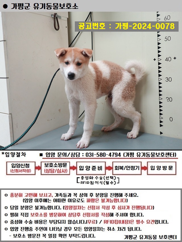 믹스견 이미지 파일 입니다.