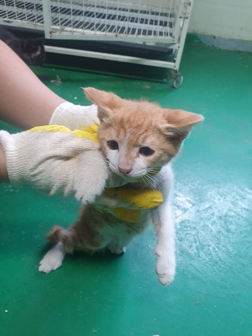 한국 고양이 이미지 파일 입니다.