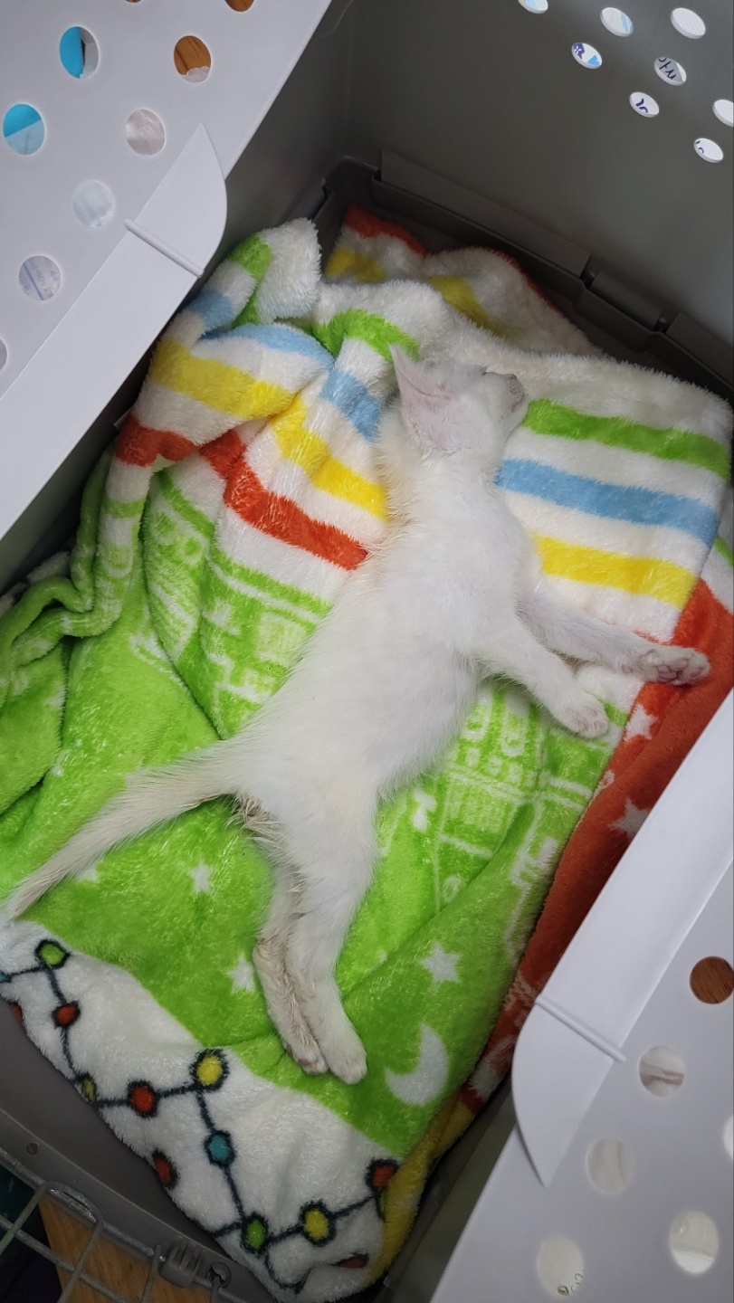 한국 고양이 이미지 파일 입니다.