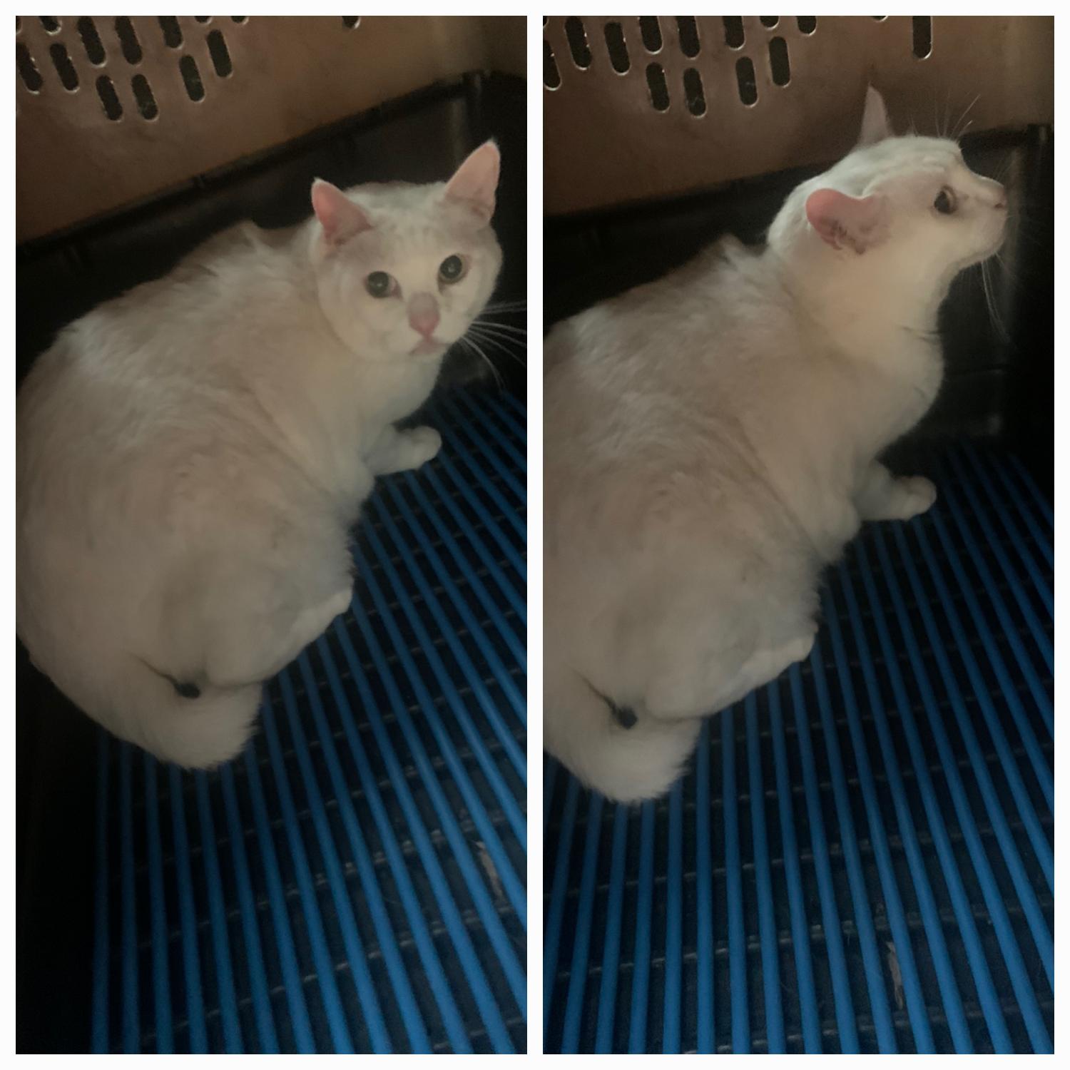터키시 앙고라 이미지 파일 입니다.