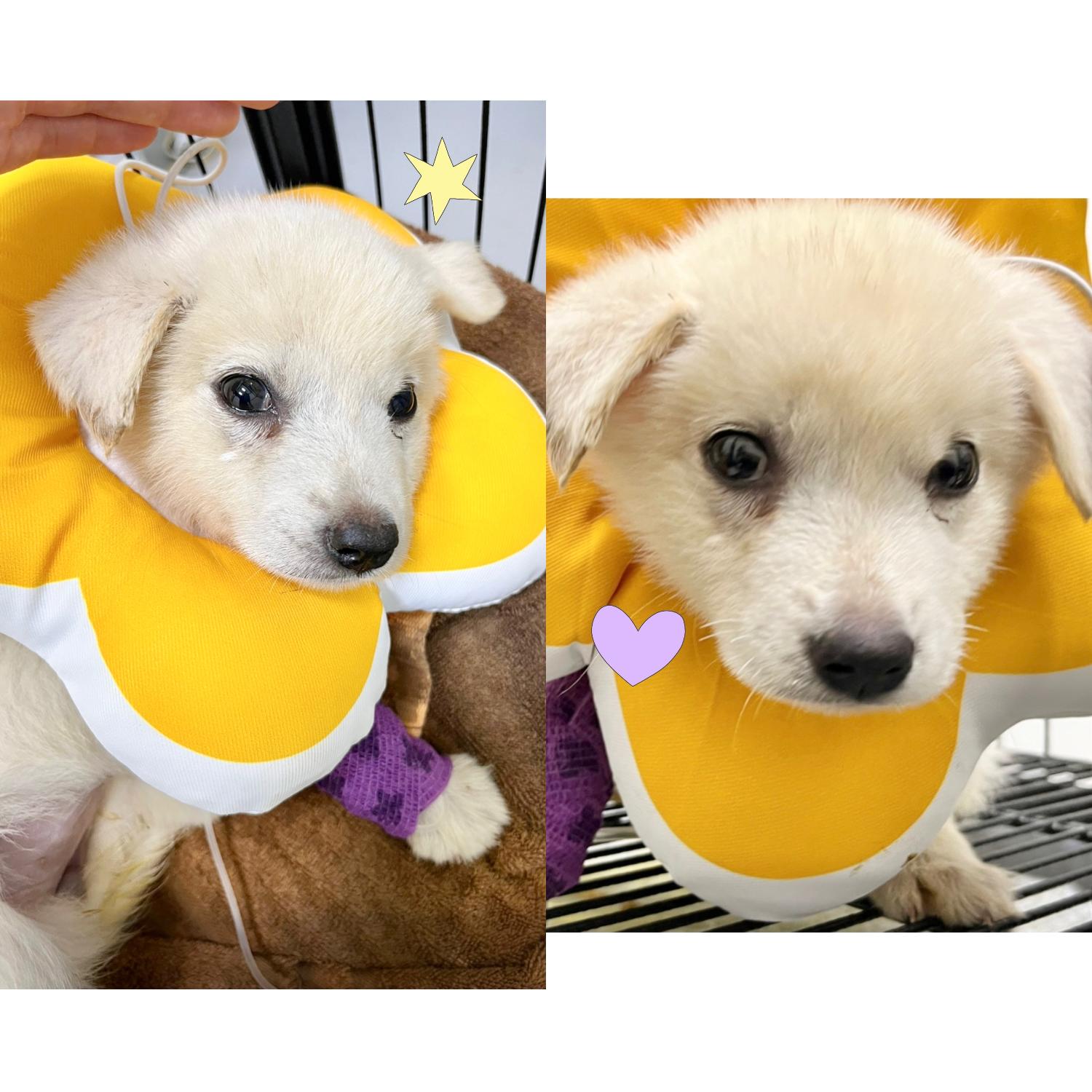 믹스견 이미지 파일 입니다.