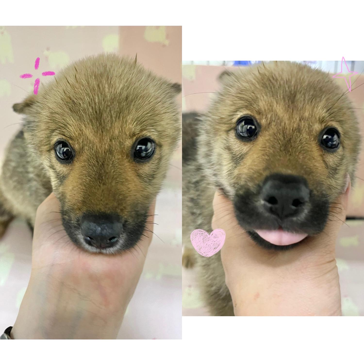 믹스견 이미지 파일 입니다.