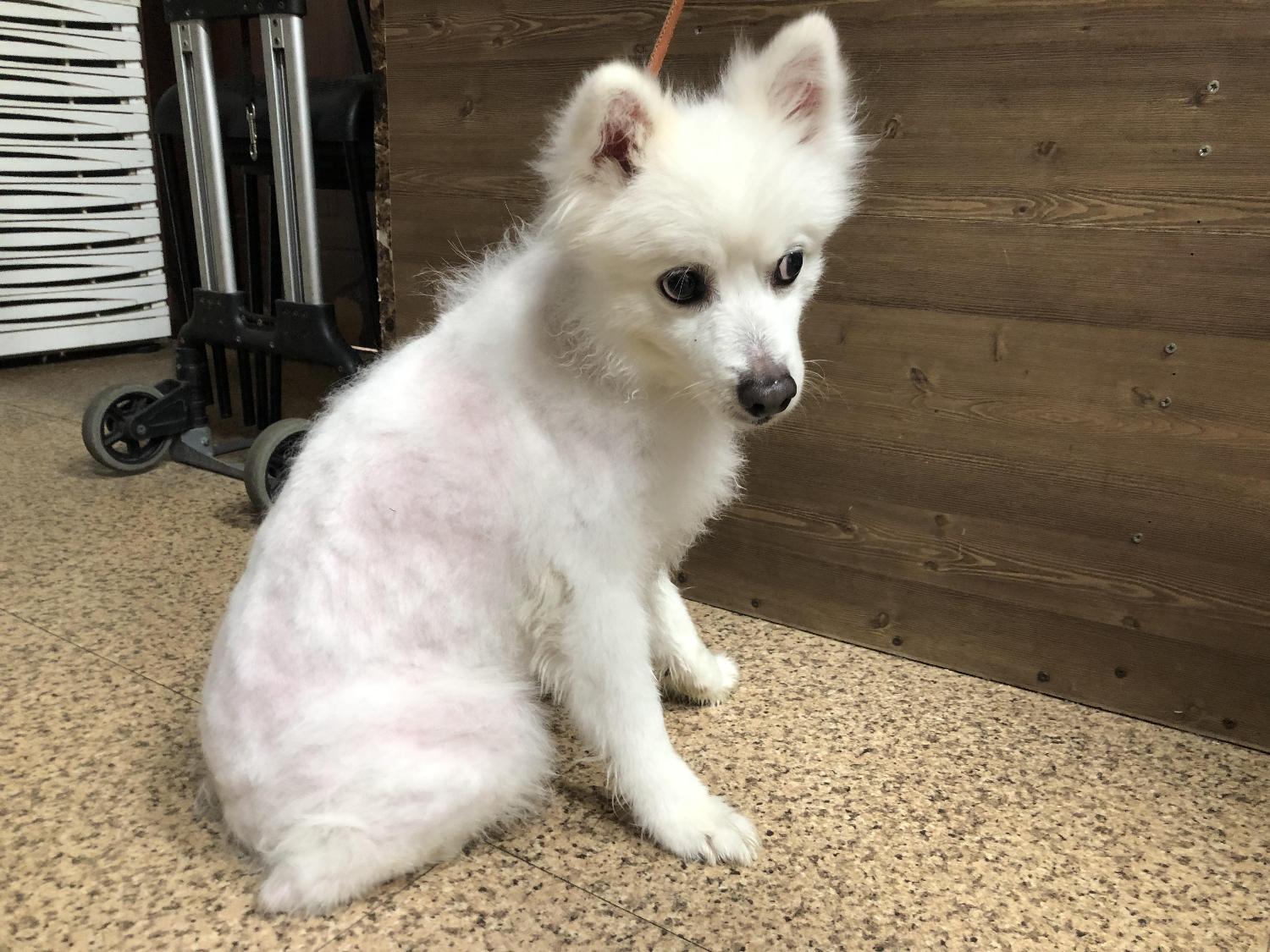 스피츠 이미지 파일 입니다.