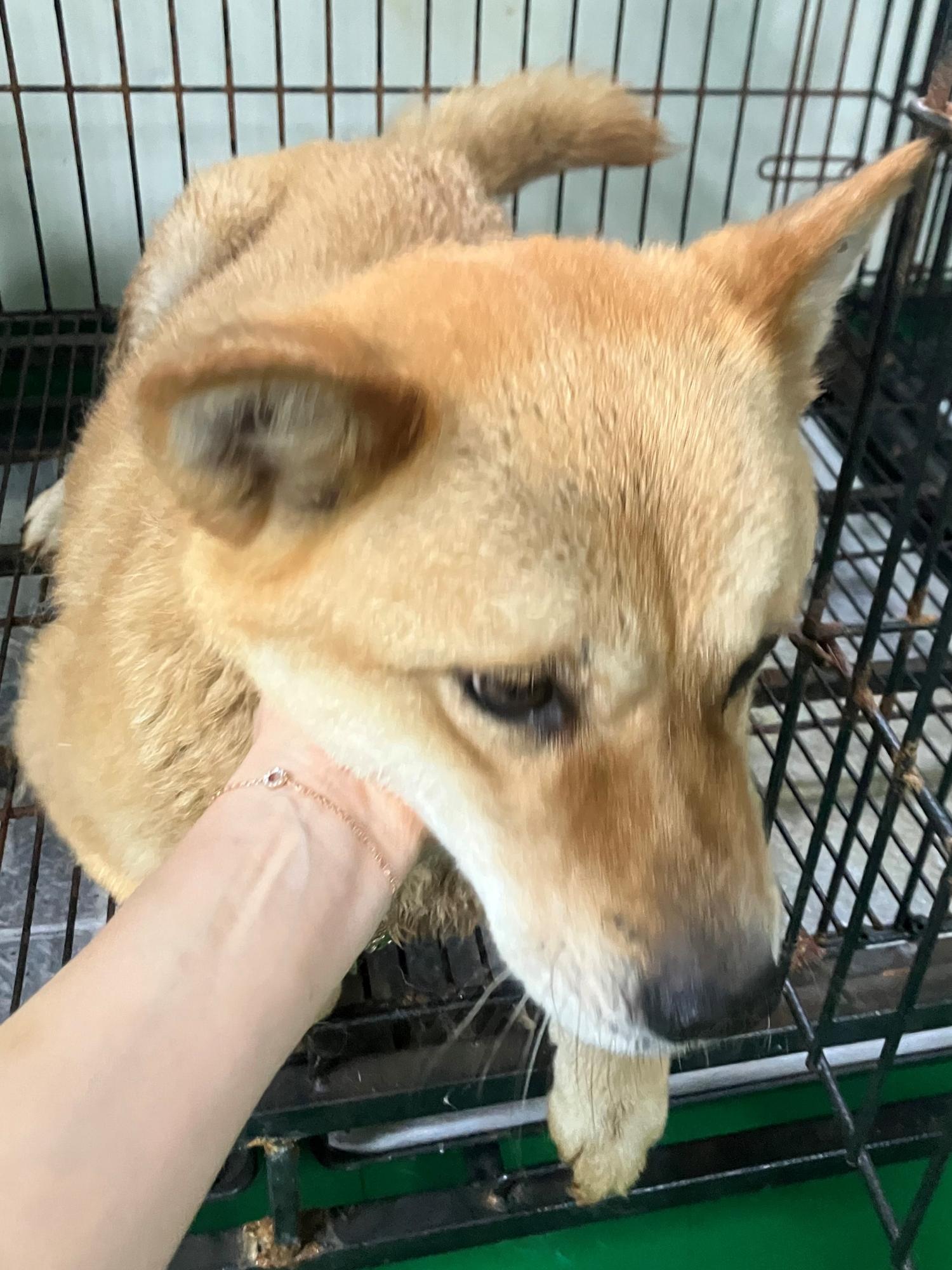 믹스견 이미지 파일 입니다.