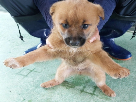 믹스견 이미지 파일 입니다.