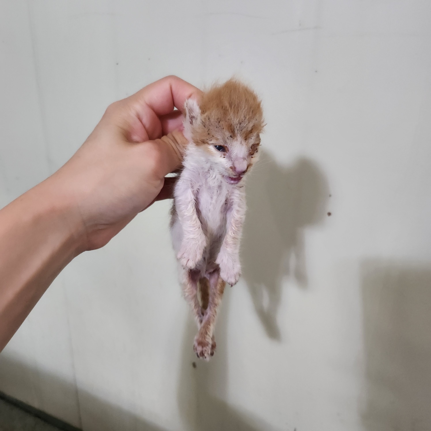 한국 고양이 이미지 파일 입니다.