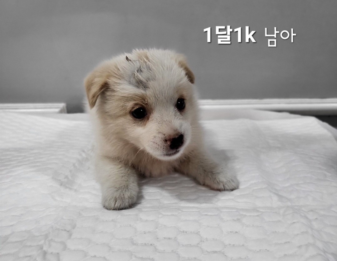 믹스견 이미지 파일 입니다.