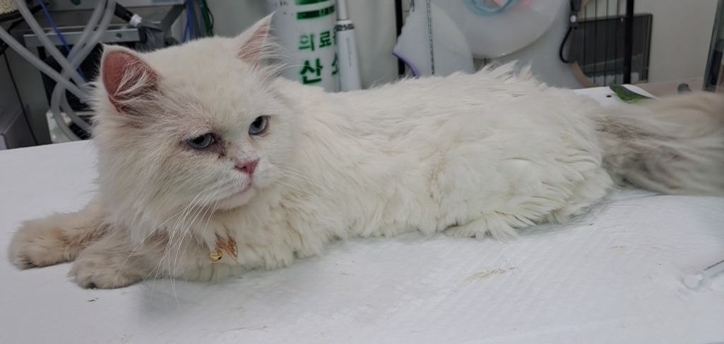 믹스묘 이미지 파일 입니다.