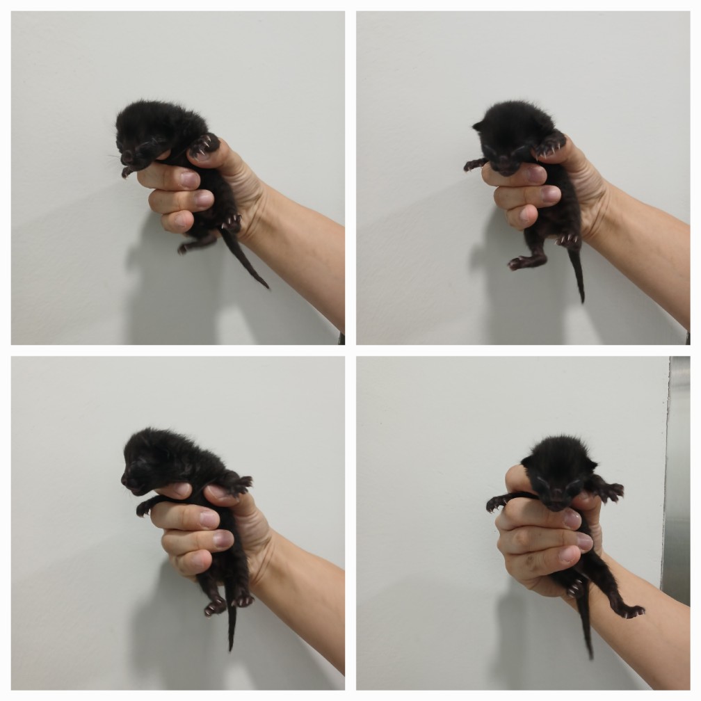 한국 고양이 이미지 파일 입니다.