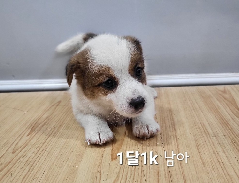 믹스견 이미지 파일 입니다.