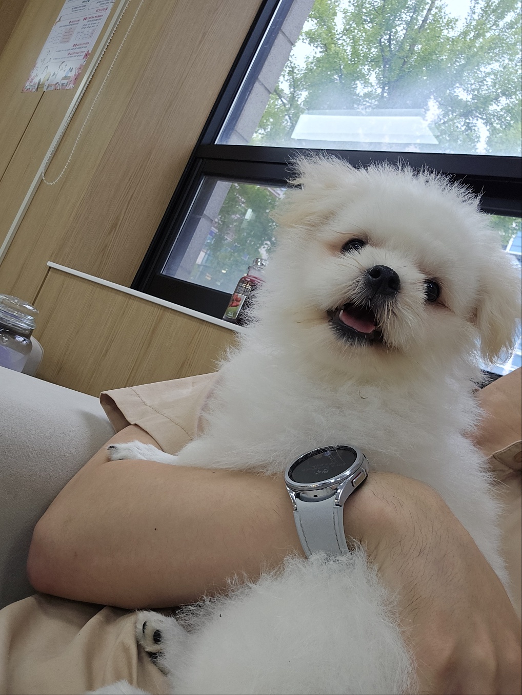 믹스견 이미지 파일 입니다.