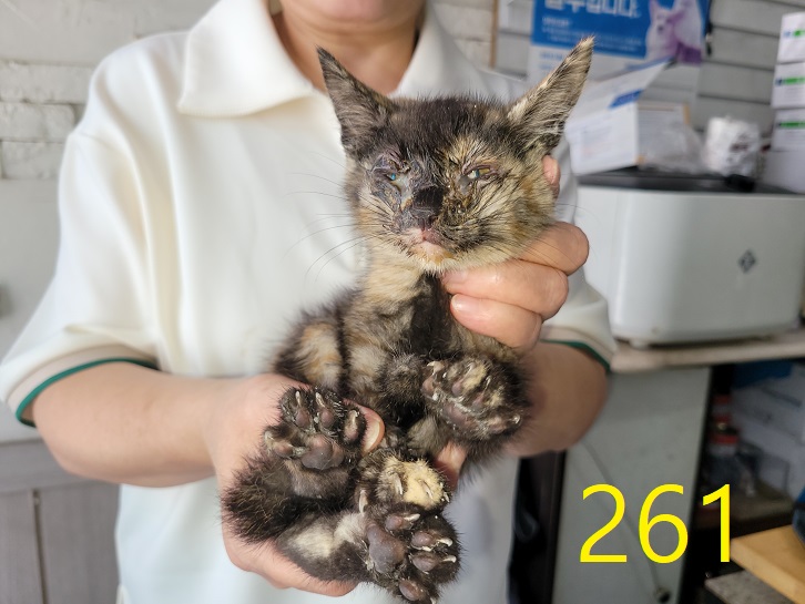 한국 고양이 이미지 파일 입니다.