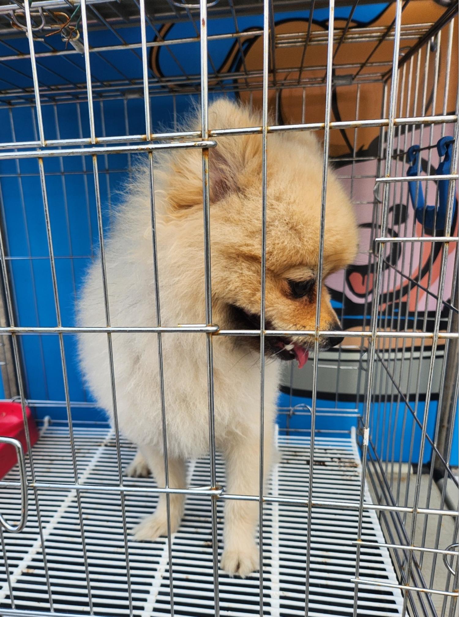 포메라니안 이미지 파일 입니다.
