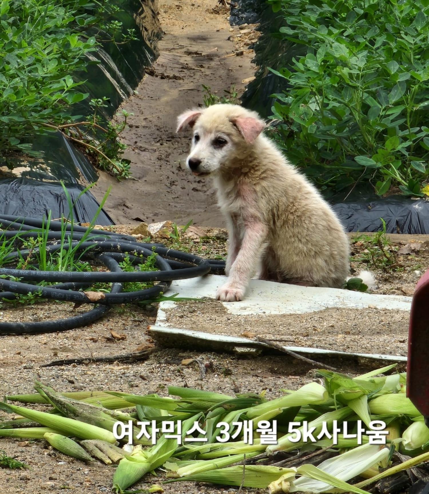 믹스견 이미지 파일 입니다.
